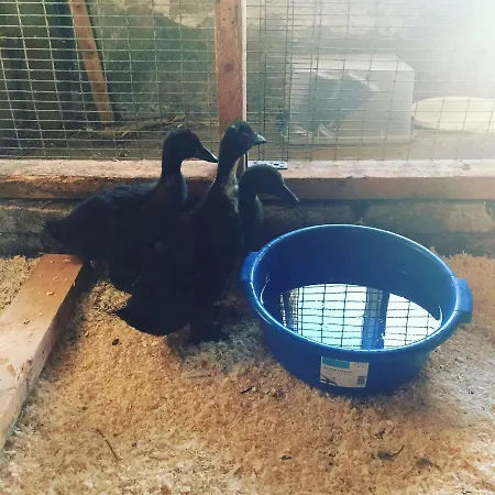 Niiralan Tila: Skylight