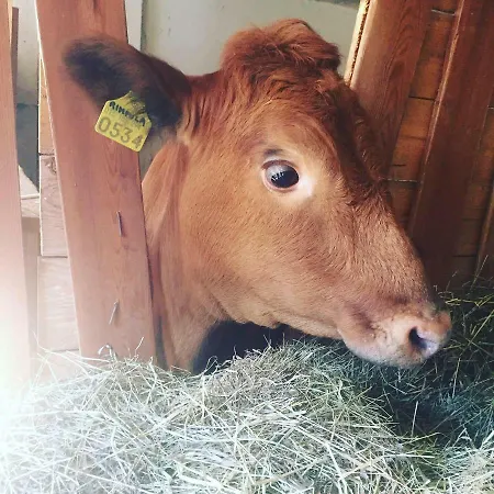 Niiralan Tila: Skylight 营地 *