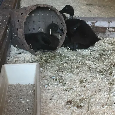 Niiralan Tila: Skylight مكان تخييم