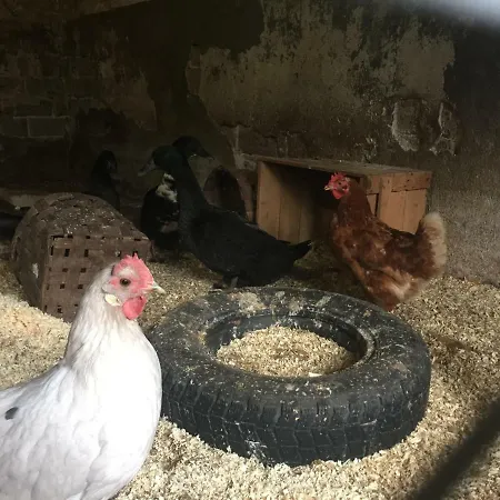 Niiralan Tila: Skylight مكان تخييم *