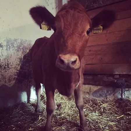 Niiralan Tila: Skylight 营地