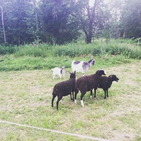 Niiralan Tila: Skylight مكان تخييم *