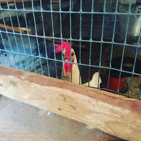 Niiralan Tila: Skylight Laitila