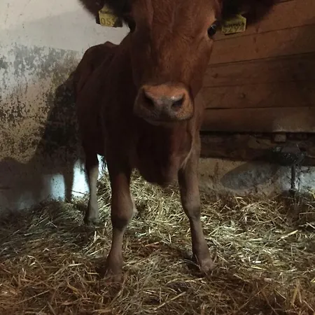 营地 Niiralan Tila: Skylight