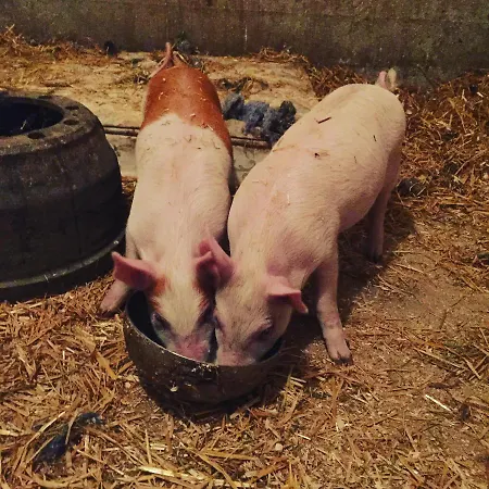 Niiralan Tila: Skylight *