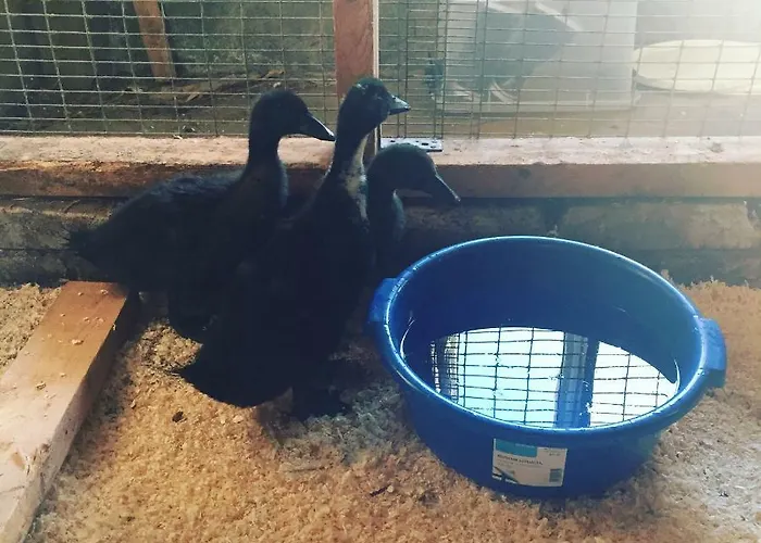 Niiralan Tila: Skylight