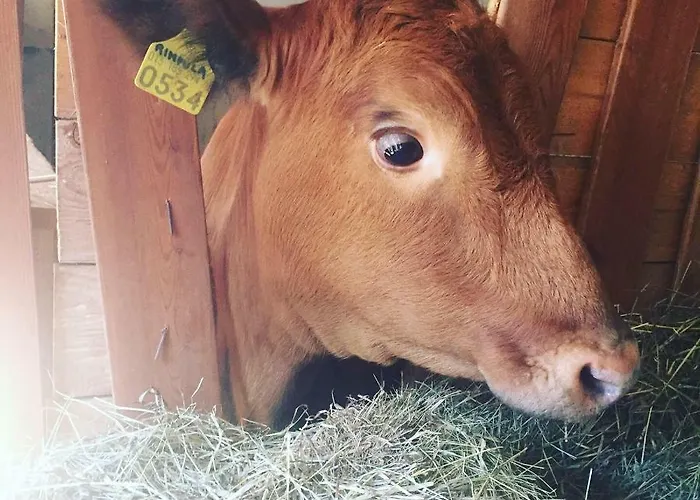 Niiralan Tila: Skylight Кемпинг *