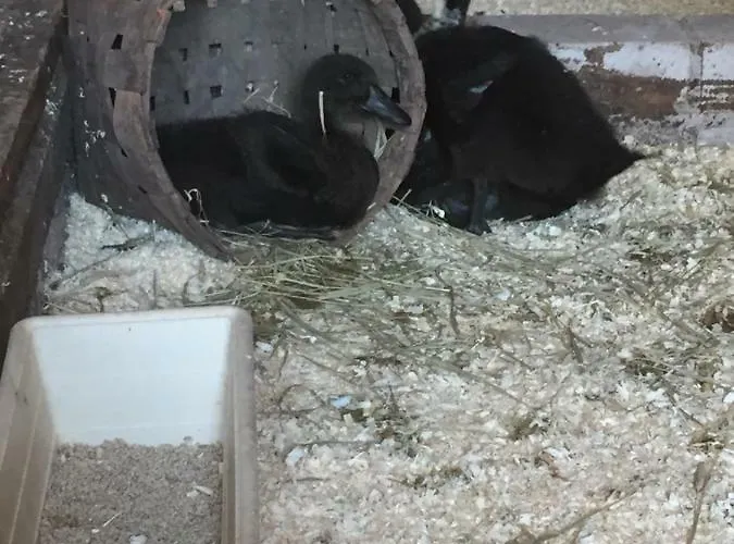 Niiralan Tila: Skylight Кемпинг