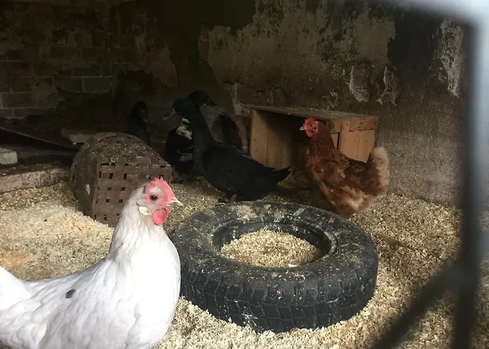 Niiralan Tila: Skylight Кемпинг *