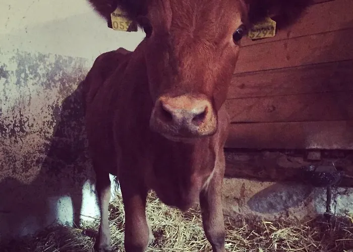 Niiralan Tila: Skylight Кемпинг