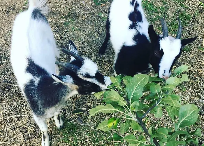 Niiralan Tila: Skylight Кемпинг