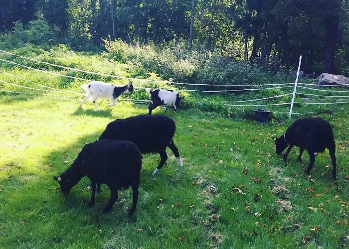 Кемпинг Niiralan Tila: Skylight *