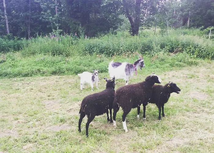 Niiralan Tila: Skylight Кемпинг *