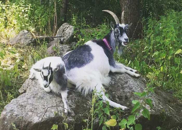 Niiralan Tila: Skylight Кемпинг