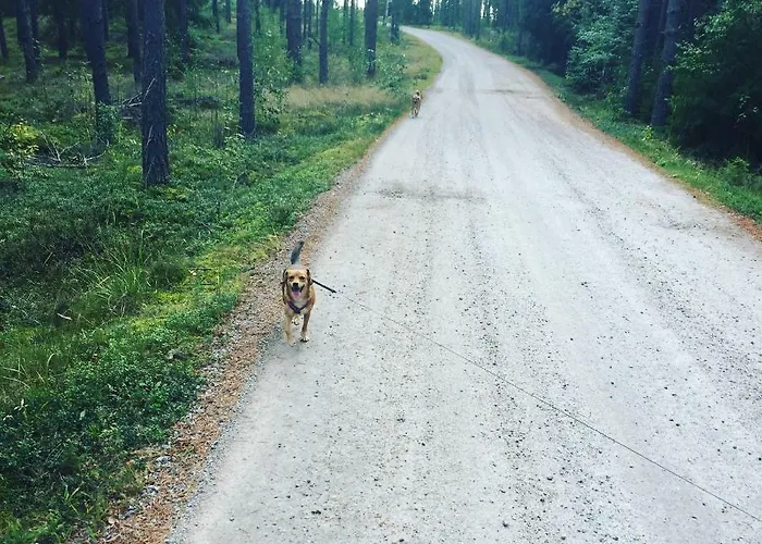 Niiralan Tila: Skylight Кемпинг