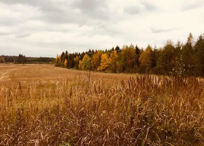 Niiralan Tila: Skylight