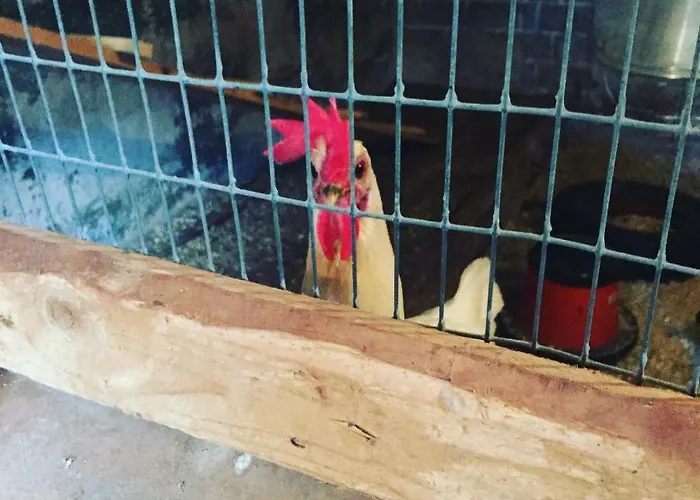 Niiralan Tila: Skylight Laitila