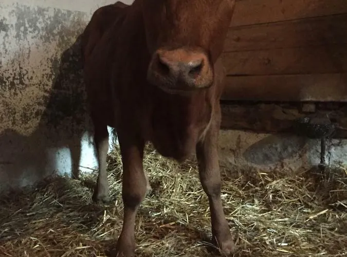 Кемпинг Niiralan Tila: Skylight