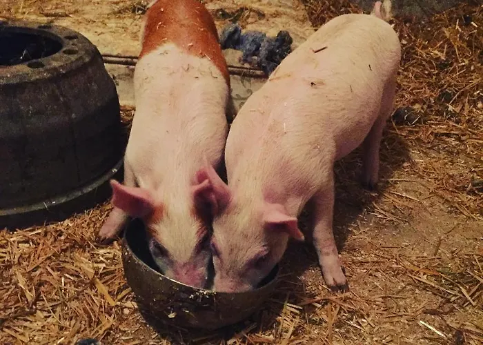 Niiralan Tila: Skylight *